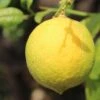 Citronnier - Citrus Limon Cerza 1 Citronnier - Citrus Limon Cerza -Arbres Fruits citrus limon cerza