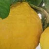 Citrus Lipo - Citrus Limon X Citrus Paradisi 1 Citrus Lipo - Citrus Limon X Citrus Paradisi -Arbres Fruits citrus lipo citrus limon x citrus paradisi 87040 1