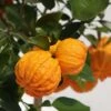 Oranger Corrugata - Citrus Sinensis X Aurantium -Arbres Fruits citrus sinensis x aurantium 87044 4