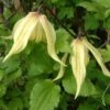 Clématite - Clematis Love Child -Arbres Fruits clemaite Love Child 681484 1