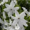Clématite - Clematis Beautiful Bride -Arbres Fruits clematis beautiful bride 84878 3