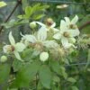 Clématite - Clematis Tangutica Grace -Arbres Fruits clematite Grace 681490 1