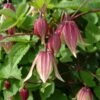 Clématite - Clematis I Am Red Robin -Arbres Fruits clematite I AMR RED ROBIN nr 51 681377 1