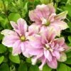Clématite - Clematis Princesse Alexandra