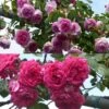 Collection 2 Rosiers Grimpants Roses -Arbres Fruits collection 2 rosiers grimpants roses 86025 1