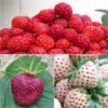 Collection De 3 Fraisiers Framberry, Cherry Berry, Pineberry 2 Collection De 3 Fraisiers Framberry, Cherry Berry, Pineberry -Arbres Fruits collection de 3 fraisiers framberry cherryberry pineberry 86128 1