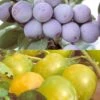 Duo Pollinisateur Reines Claudes Bio -Arbres Fruits duo pollinisateur reines claudes bio reine claude d althan etdoree 15480 1