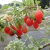 Goji Gojidelys - Lycium Barbarum 2 Goji Gojidelys - Lycium Barbarum -Arbres Fruits gojidelys 16718 2