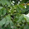 Noyer Commun - Juglans Regia Fernor -Arbres Fruits juglans regia fernor 100368 1