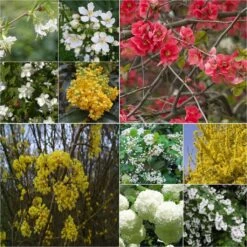 Kit Haie Printanière Fleurie éco