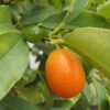 Kumquat Fukushu Ou Jiangsu - Fortunella Obovata 2 Kumquat Fukushu Ou Jiangsu - Fortunella Obovata -Arbres Fruits kumquat fukushu ou jiangsu fortunella obovata 87033 1