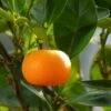 Mandarinier - Citrus Deliciosa - Agrumes 2 Mandarinier - Citrus Deliciosa - Agrumes -Arbres Fruits mandarinier 4
