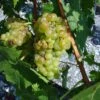 Vigne Muscat Champion -Arbres Fruits vigne vitis Muscat blanc 771563 1