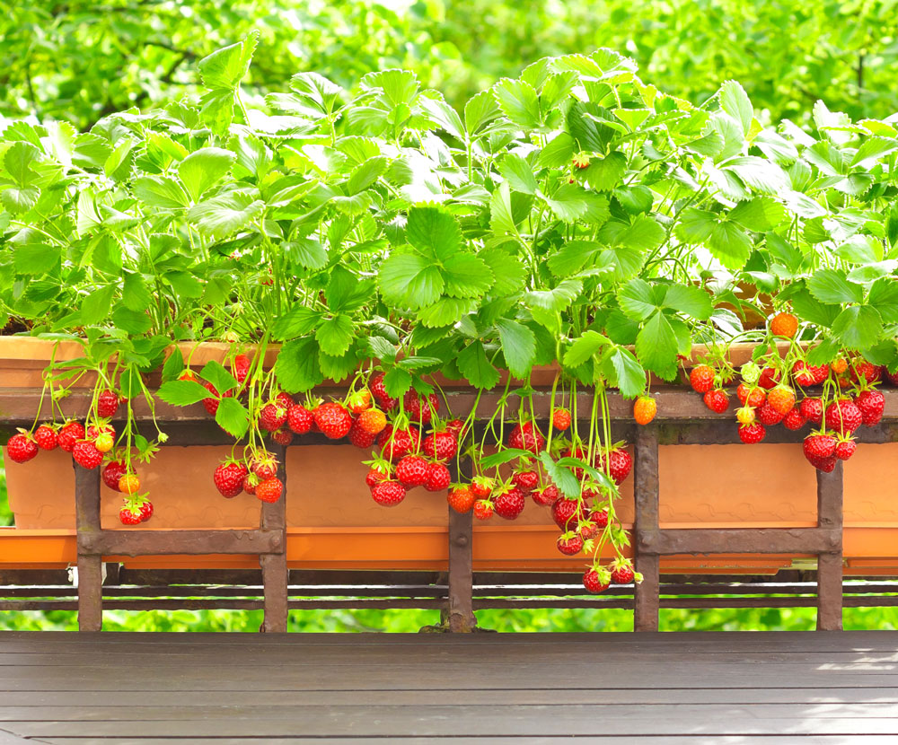 Arbres Fruits -Arbres Fruits illu4