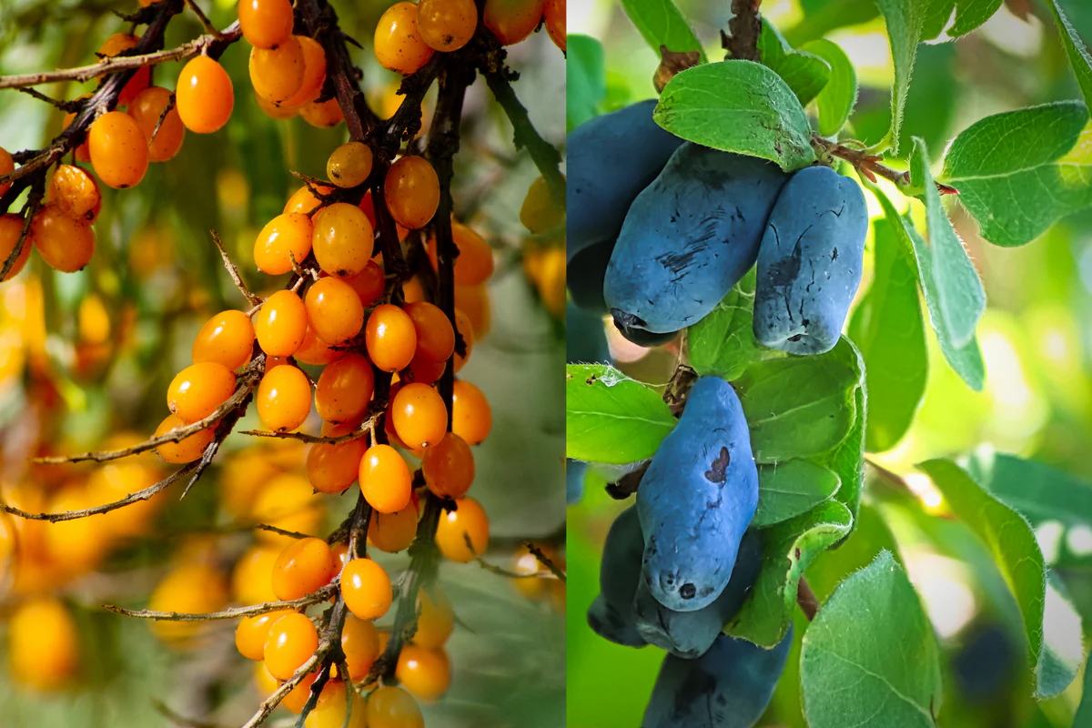 Arbres Fruits -Arbres Fruits petits fruits